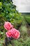 edge of estate with rose garden and trellis vine