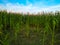 Edge of the field of millet on a background of the sky