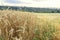 The edge of the field of ripe wheat at sunset