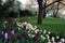 Edge of flowerbed in park planted with pink purple white tulips tulips lawn and old spring ancient trees lawn