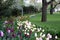 Edge of flowerbed in park planted with pink purple white tulips tulips lawn and old spring ancient trees lawn