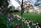 Edge of flowerbed in park planted with pink purple white tulips tulips lawn and old spring ancient trees lawn