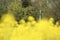 Edge of the forest seen through a field of rapeseed