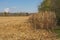 Edge of Freshly Cut Corn Field in the Fall