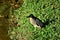 At the edge of the lake a peaceful bird Butorides striata in the grass