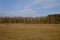 Edge of a leafless forest in March. Bare spring trees. Landscape