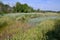 Edge of marsh along hiking trail at Presqu\\\'ile