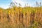 At the edge of mature yellow Elephant Grass or Miscanthus giganteus plants in a Dutch field. The crop is used as biofuel for the