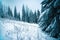 Edge misty snow covered spruce forest