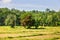 edge of mown rice field and edge of rainforest