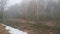 Edge of old deciduous forest in the fog in spring. Mysterious place.
