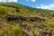 The edge of an old lava flow is visible under the abundant new vegetation on Mount Etna, Sicily