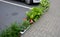 On the edge of the parking lot is a temporary decoration of tropical plants in pots. vivid foliage and red flowers contrast with t