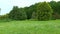 Edge of pine forest. One can see the trees and meadow with grass