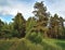 Edge of a pine forest, taiga path