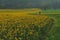 Edge of a rapeseed field