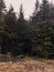 the edge of the scottish pine forest The edge of the Scottish pine forest. Autumn time. coniferous forest. beautiful christmas tre