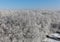 The edge of a snowy wood. Clear blue sky over the frost tree tops. Winter landscape of Eastern Europe.