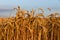 Edge of a wheat field