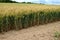 Edge of wheat field slow ripening ears brown soil cloudy grain low grain drought, sky