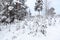 Edge of a wood with snow covered field and pines, winter landscape