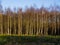 Edge of woodland with silver birch trees in winter