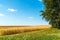 edge of a yellow wheat field on sunny day