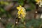 Edgeworthia chrysantha `Grandiflora