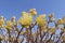 Edgeworthia chrysantha shrub in bloom