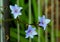 Edging lobelia, garden lobelia or trailing lobelia