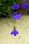 Edging lobelia, garden lobelia or trailing lobelia