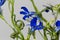 Edging lobelia Lobelia erinus