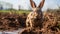 Edgy Political Commentary: Intense Close-up Of Brown Rabbit Covered In Mud