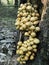 Edible agaric honey mushrooms
