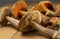 Edible and appetizing wild boletus mushrooms and Suillellus luridus on the table