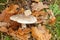 Edible autumn mushroom