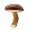 Edible Bay bolete Imleria badia mushroom on isolated without shadow clipping path