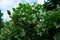 Edible berries on a deciduous shrub of Aronia, chokeberry. Germany