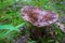 Edible black milk mushroom at the forest.