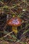 Edible, black oiler mushroom, in the forest