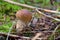 Edible Bolete Mushrooms