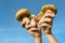 Edible Bolete Mushrooms (Boletus edulis) porcini in hands on blue sky background