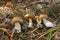 Edible bolete mushrooms collected in the forest.