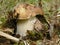 Edible boletus