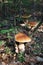 Edible Boletus Edulis mushroom