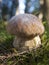 Edible Boletus mushroom