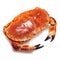 Edible brown crab.