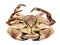Edible brown crab