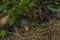 Edible brown mushroom in green summer forest