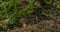 Edible brown mushroom in green summer forest